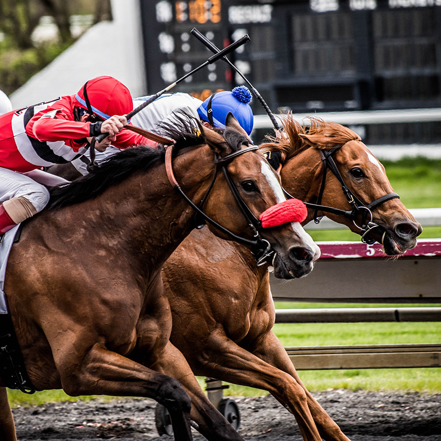 Bloodstock Racing - Services