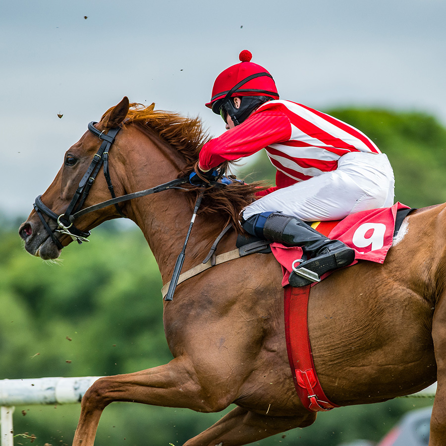 Bloodstock Racing - Services
