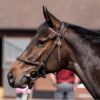 Seabhac -2yo - Auction 30% Shares - Image 2