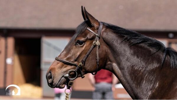 Seabhac -2yo - Auction 30% Shares - Image 2