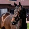Seabhac -2yo - Auction 30% Shares - Image 3