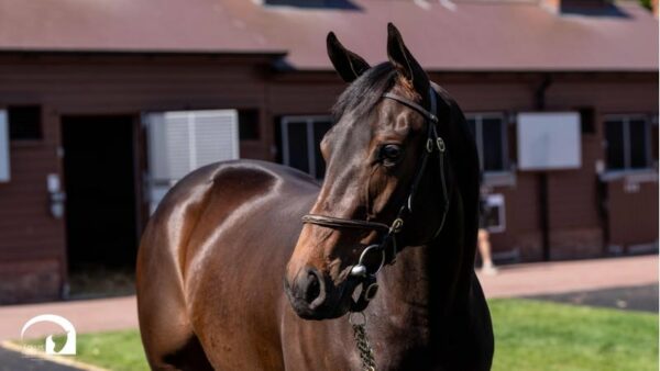 Seabhac -2yo - Auction 30% Shares - Image 3