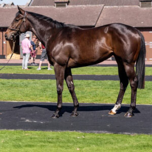 Seabhac -2yo - Auction 30% Shares